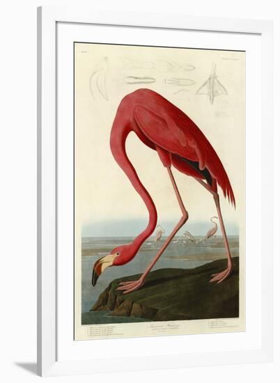 American Flamingo-John James Audubon-Framed Art Print