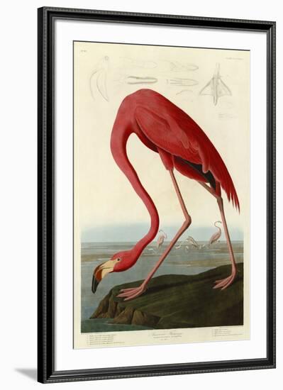 American Flamingo-John James Audubon-Framed Art Print