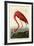 American Flamingo-John James Audubon-Framed Art Print