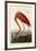 American Flamingo-John James Audubon-Framed Art Print