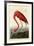 American Flamingo-John James Audubon-Framed Art Print