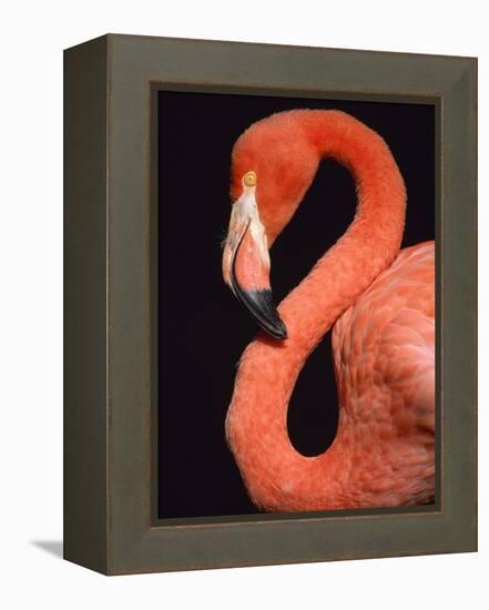 American flamingo-Herbert Kehrer-Framed Premier Image Canvas