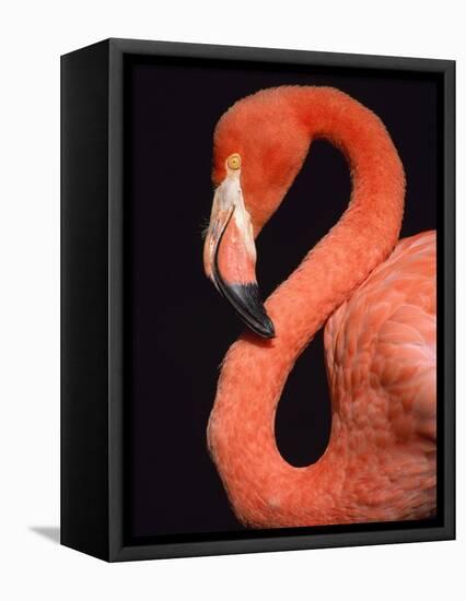 American flamingo-Herbert Kehrer-Framed Premier Image Canvas