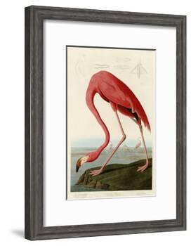 American Flamingo-John James Audubon-Framed Giclee Print