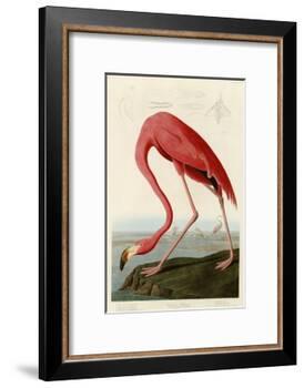American Flamingo-John James Audubon-Framed Giclee Print