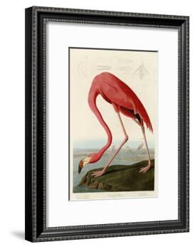 American Flamingo-John James Audubon-Framed Giclee Print