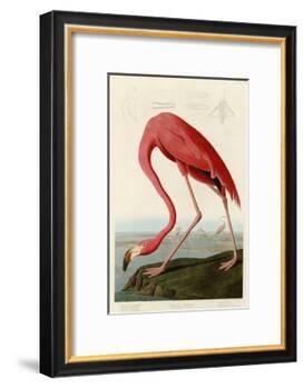 American Flamingo-John James Audubon-Framed Giclee Print