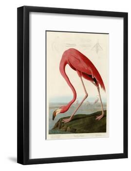 American Flamingo-John James Audubon-Framed Giclee Print