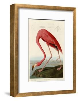 American Flamingo-John James Audubon-Framed Giclee Print