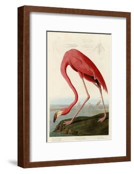 American Flamingo-John James Audubon-Framed Giclee Print