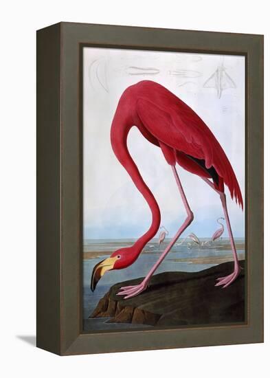 American Flamingo-John James Audubon-Framed Premier Image Canvas