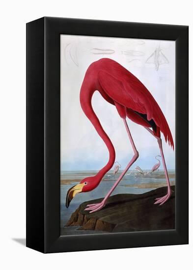 American Flamingo-John James Audubon-Framed Premier Image Canvas