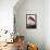 American Flamingo-John James Audubon-Framed Premier Image Canvas displayed on a wall