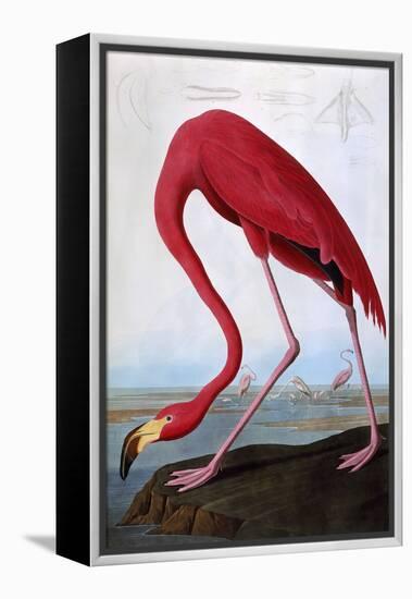 American Flamingo-John James Audubon-Framed Premier Image Canvas