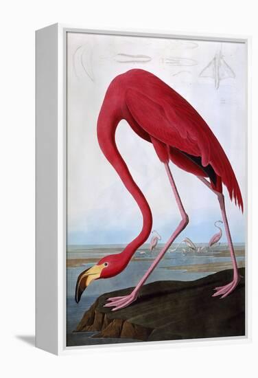American Flamingo-John James Audubon-Framed Premier Image Canvas