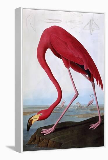 American Flamingo-John James Audubon-Framed Premier Image Canvas