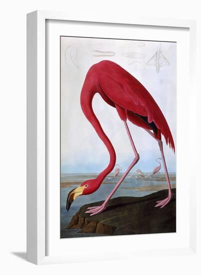 American Flamingo-John James Audubon-Framed Premium Giclee Print