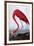 American Flamingo-John James Audubon-Framed Premium Giclee Print
