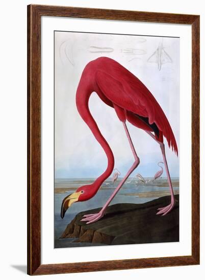 American Flamingo-John James Audubon-Framed Premium Giclee Print