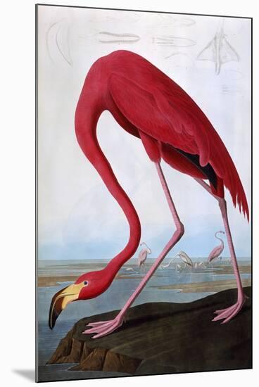 American Flamingo-John James Audubon-Mounted Premium Giclee Print