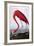 American Flamingo-John James Audubon-Framed Giclee Print