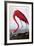 American Flamingo-John James Audubon-Framed Giclee Print