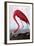 American Flamingo-John James Audubon-Framed Giclee Print