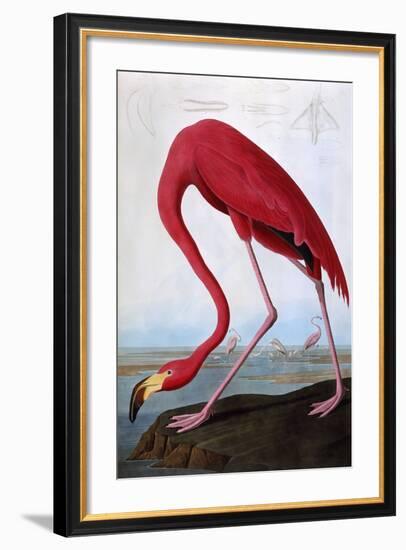 American Flamingo-John James Audubon-Framed Giclee Print