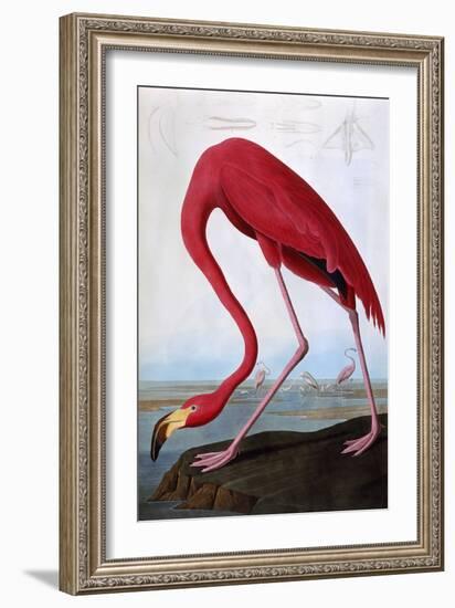 American Flamingo-John James Audubon-Framed Giclee Print