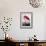 American Flamingo-John James Audubon-Framed Giclee Print displayed on a wall