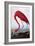 American Flamingo-John James Audubon-Framed Giclee Print