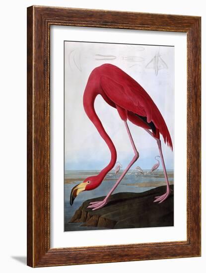 American Flamingo-John James Audubon-Framed Giclee Print