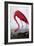 American Flamingo-John James Audubon-Framed Giclee Print