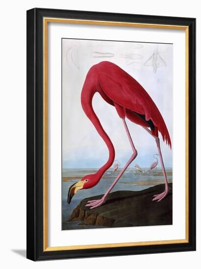 American Flamingo-John James Audubon-Framed Giclee Print