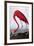 American Flamingo-John James Audubon-Framed Giclee Print