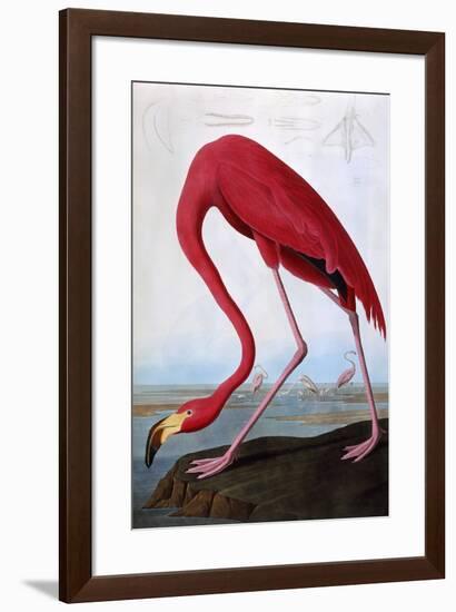 American Flamingo-John James Audubon-Framed Giclee Print