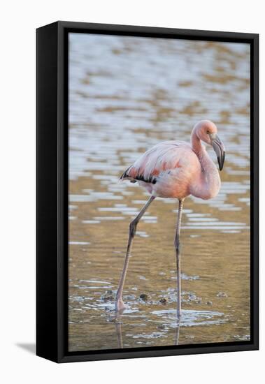 American Flamingo-DLILLC-Framed Premier Image Canvas