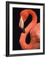 American flamingo-Herbert Kehrer-Framed Photographic Print
