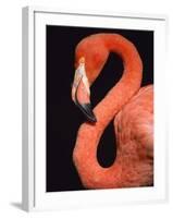 American flamingo-Herbert Kehrer-Framed Photographic Print