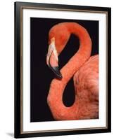 American flamingo-Herbert Kehrer-Framed Photographic Print