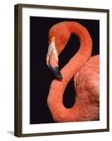 American flamingo-Herbert Kehrer-Framed Photographic Print