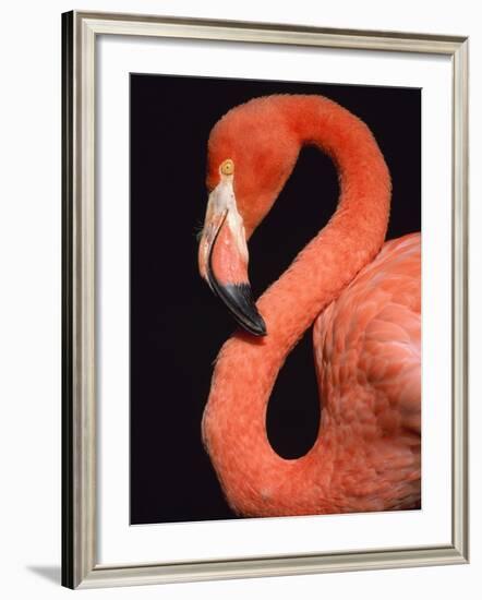 American flamingo-Herbert Kehrer-Framed Photographic Print