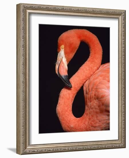 American flamingo-Herbert Kehrer-Framed Photographic Print