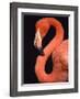 American flamingo-Herbert Kehrer-Framed Photographic Print