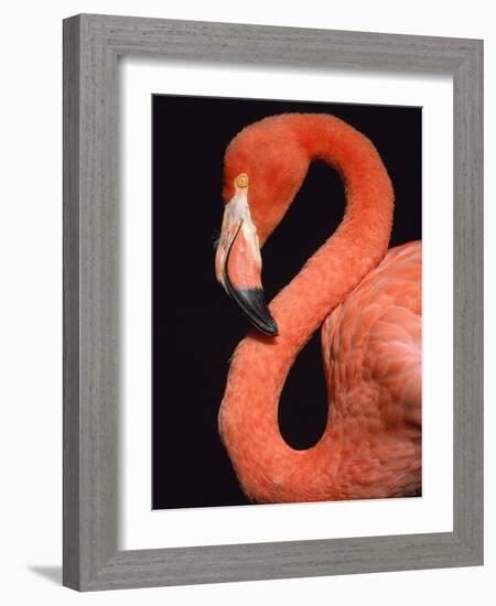 American flamingo-Herbert Kehrer-Framed Photographic Print