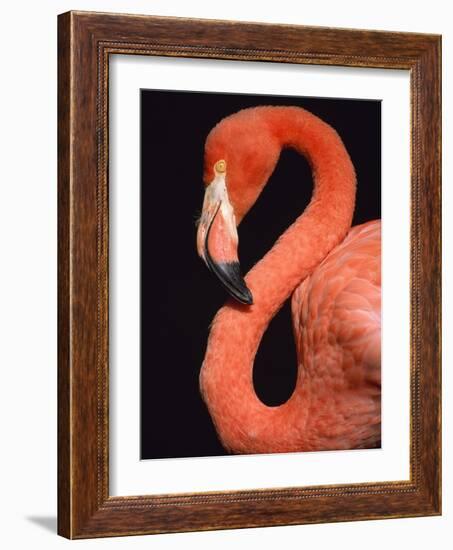 American flamingo-Herbert Kehrer-Framed Photographic Print