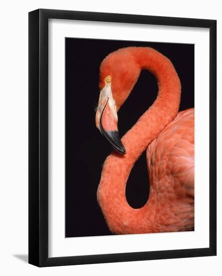 American flamingo-Herbert Kehrer-Framed Photographic Print