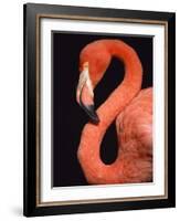 American flamingo-Herbert Kehrer-Framed Photographic Print