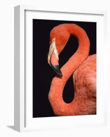 American flamingo-Herbert Kehrer-Framed Photographic Print