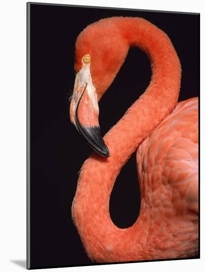 American flamingo-Herbert Kehrer-Mounted Photographic Print